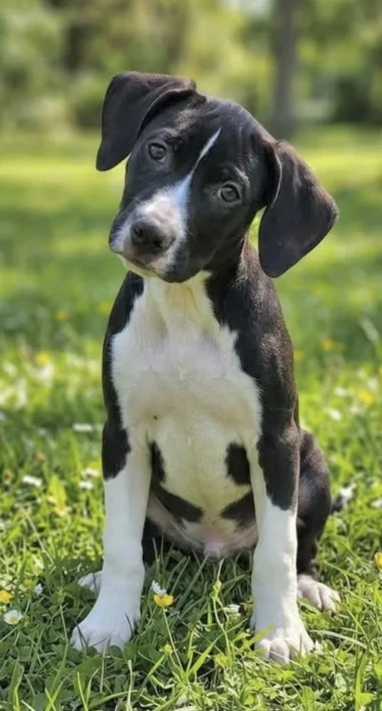 Pup Grapefruit thumbnail 2