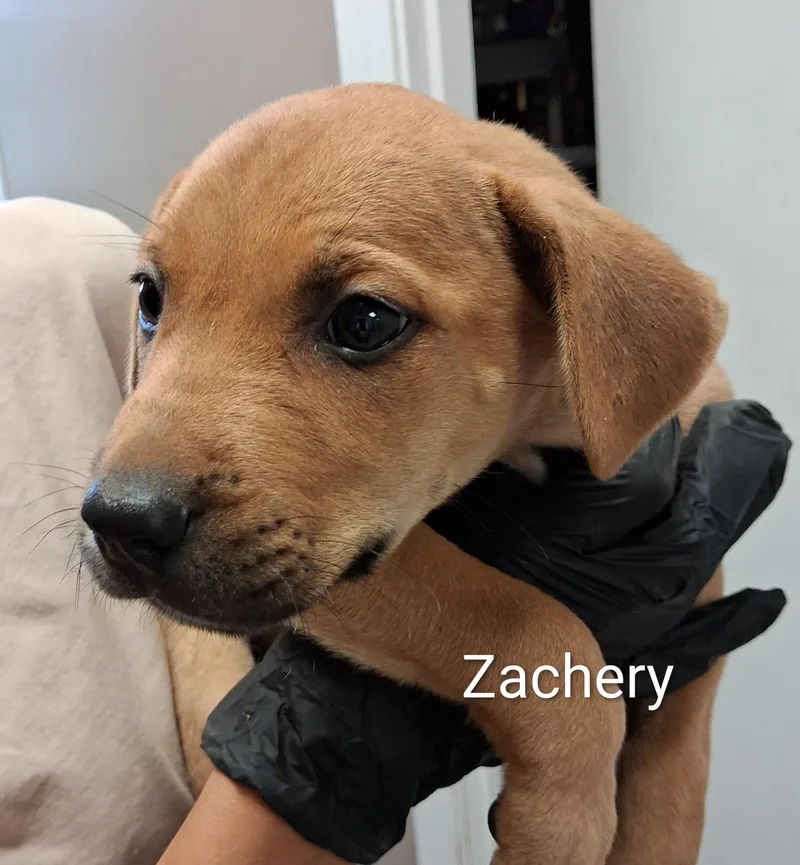 A baby medium-sized male Yellow / Tan / Blond / Fawn Labrador Retriever dog named Zachery for adoption in Maynardville, TN