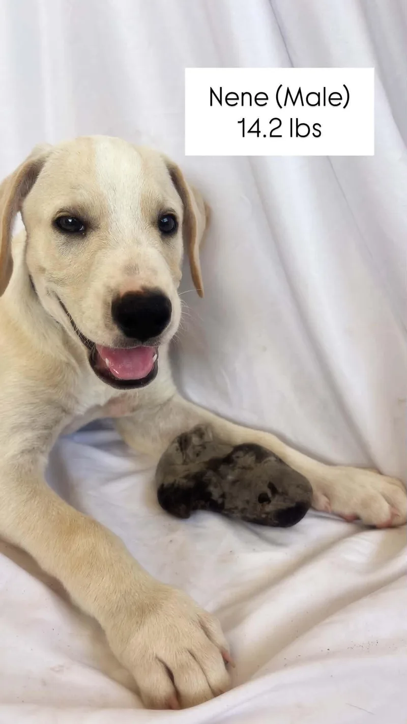 A young medium-sized male White / Cream Mixed Breed dog named Nene for adoption in Bayamon, PR