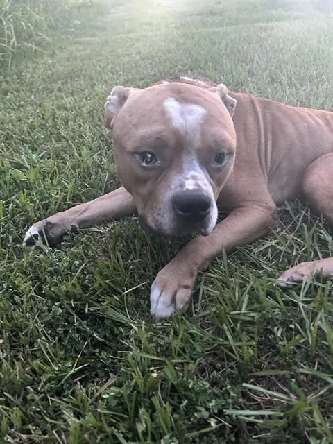 A young large-sized male Mixed Breed dog named Meatball for adoption in Palmetto, FL
