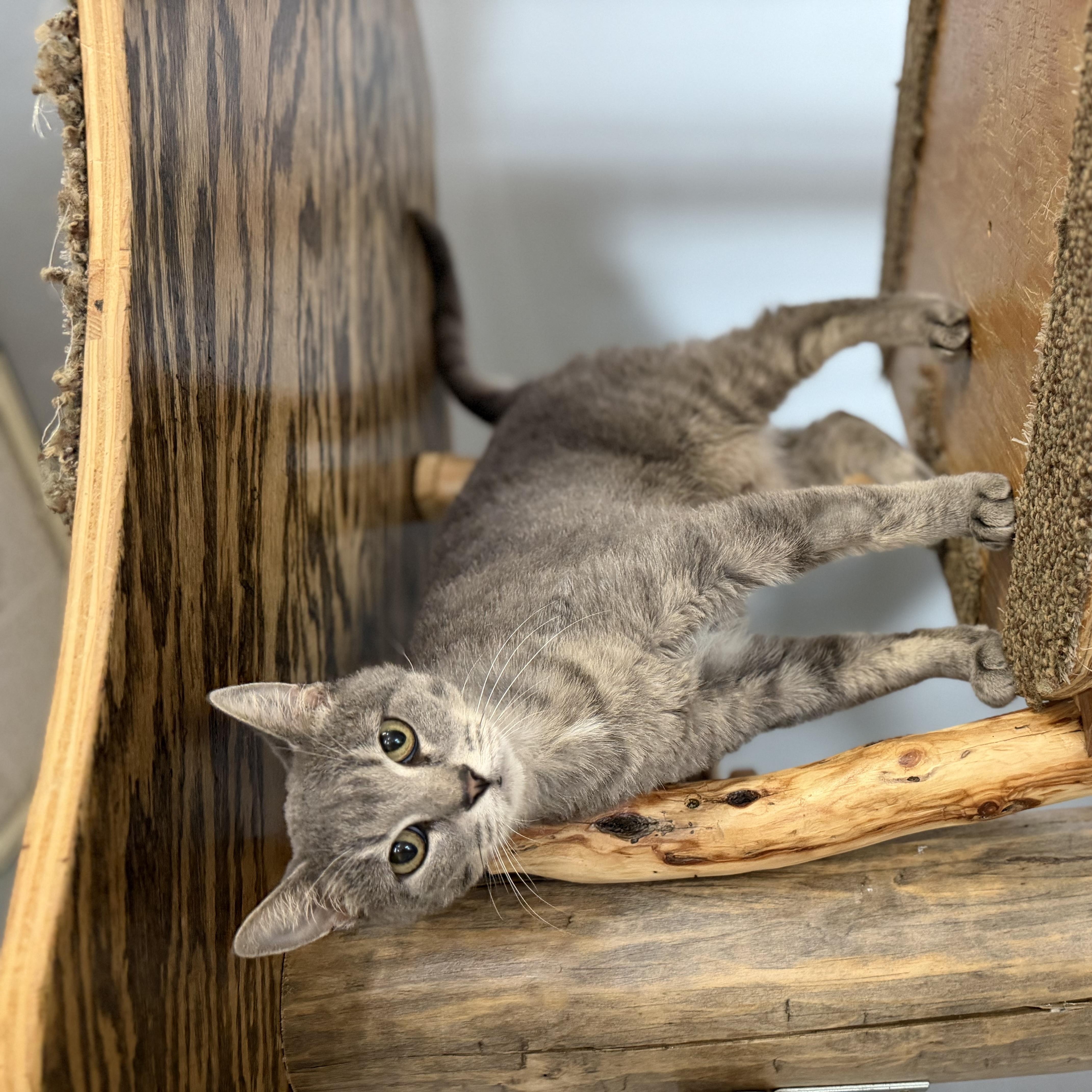 A young medium-sized female Gray & White Domestic Short Hair cat named Lacie for adoption in Chisholm, MN