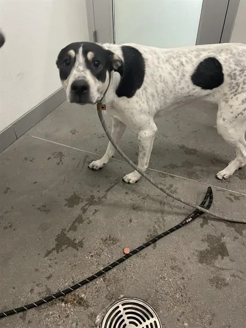 A young medium-sized female German Shorthaired Pointer dog named Bella for adoption in Mesa, AZ