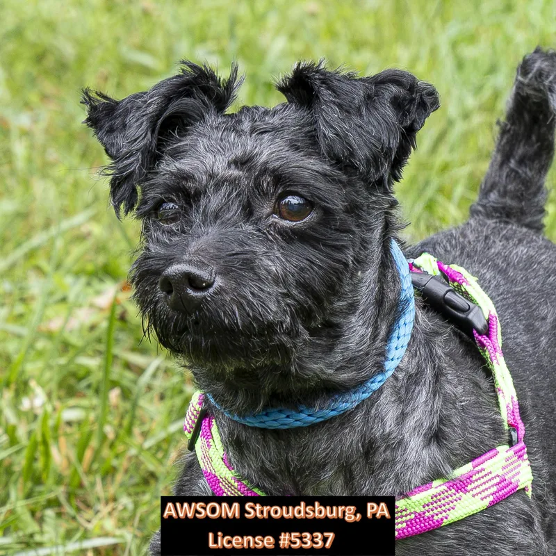 A senior small-sized male Black Yorkshire Terrier dog named Louis Vuttone for adoption in Stroudsburg, PA