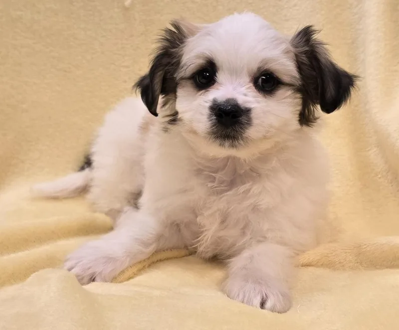 A baby small-sized male Maltese dog named Stuart for adoption in Murphysboro, IL