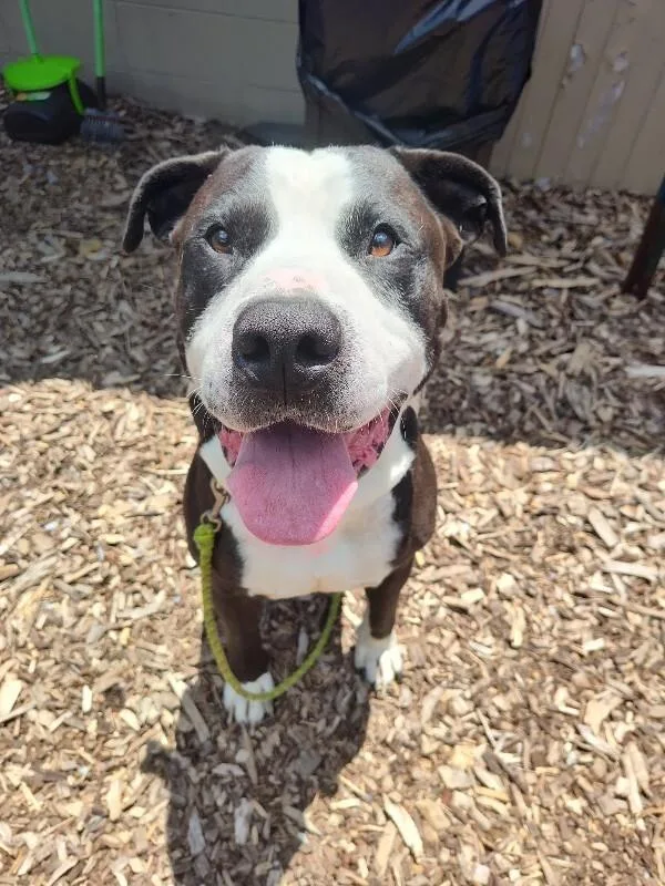 An adult large-sized male Black Mixed Breed dog named The Notorious D.O.G for adoption in Cincinnati, OH