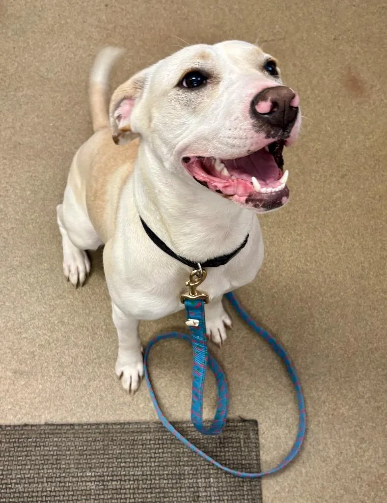 A young medium-sized female Mixed Breed dog named Donita for adoption in Springfield, OH