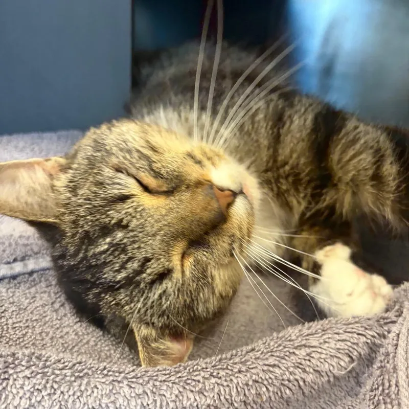 A young medium-sized female Brown / Chocolate Domestic Short Hair cat named Stromboli for adoption in Chicago, IL
