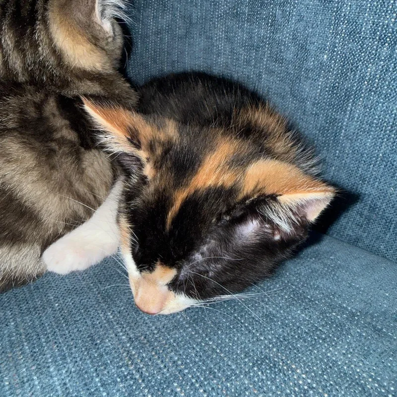 A baby small-sized female Calico Domestic Short Hair cat named Liberty for adoption in Rochester Hills, MI
