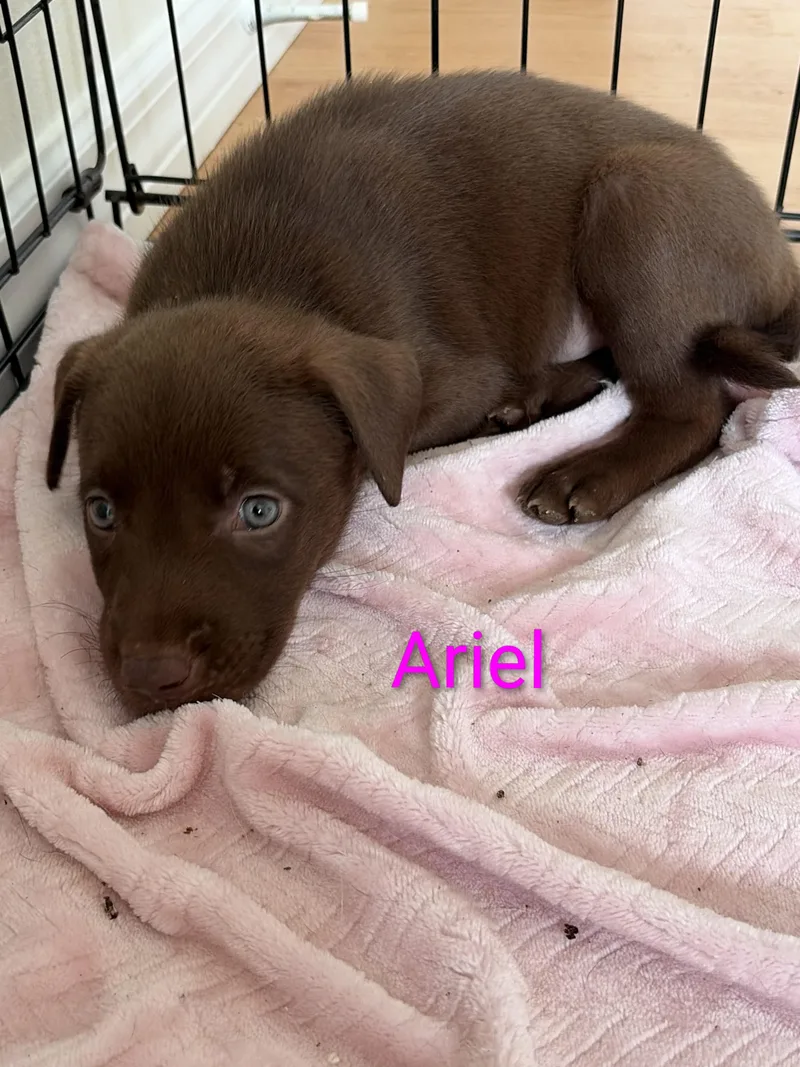 A baby medium-sized female Brown / Chocolate Labrador Retriever dog named Ariel for adoption in Melbourne , FL