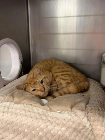 An adult medium-sized male Domestic Short Hair cat named Golden Freddy for adoption in Knoxville, TN