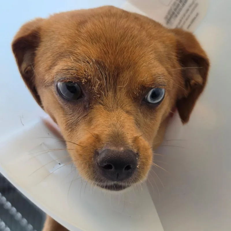 An adult small-sized female Red / Chestnut / Orange Mixed Breed dog named Frenchie for adoption in Leander, TX