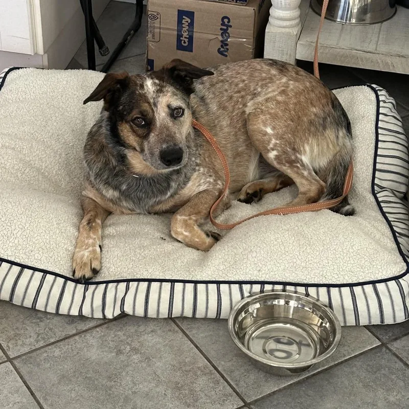 An adult large-sized female Gray / Blue / Silver Australian Cattle Dog / Blue Heeler dog named Xena for adoption in San Diego, CA