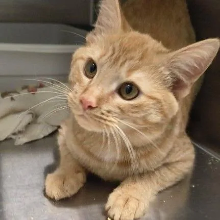 A young medium-sized female Orange / Red Domestic Short Hair cat named Honey Aka Honey Boo for adoption in Wilmington, DE