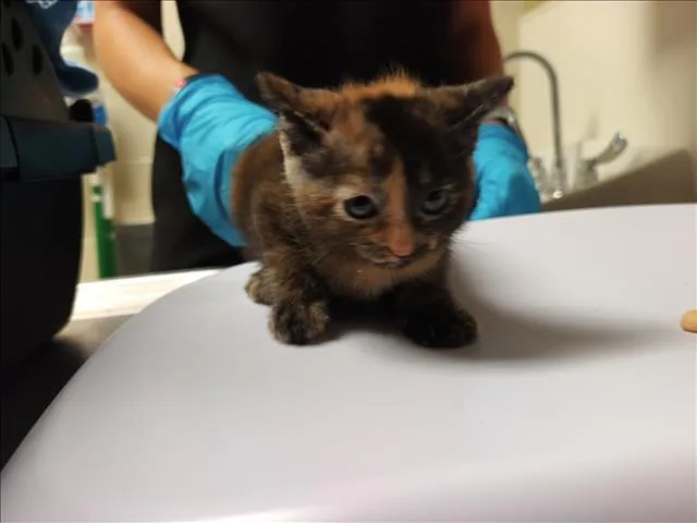 A baby small-sized female Domestic Short Hair cat named Minerva for adoption in Chapel Hill, NC