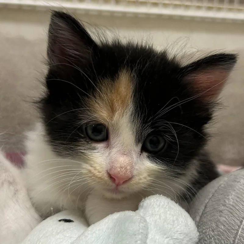 A baby medium-sized female Calico Domestic Short Hair cat named Pina Colado for adoption in Mason City, IA