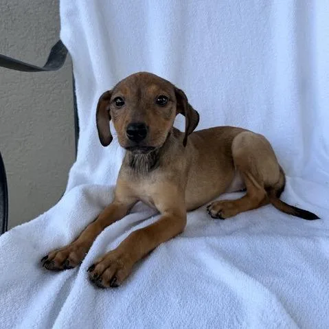 A baby small-sized female Brown / Chocolate Terrier dog named Gnomette for adoption in Carencro, LA