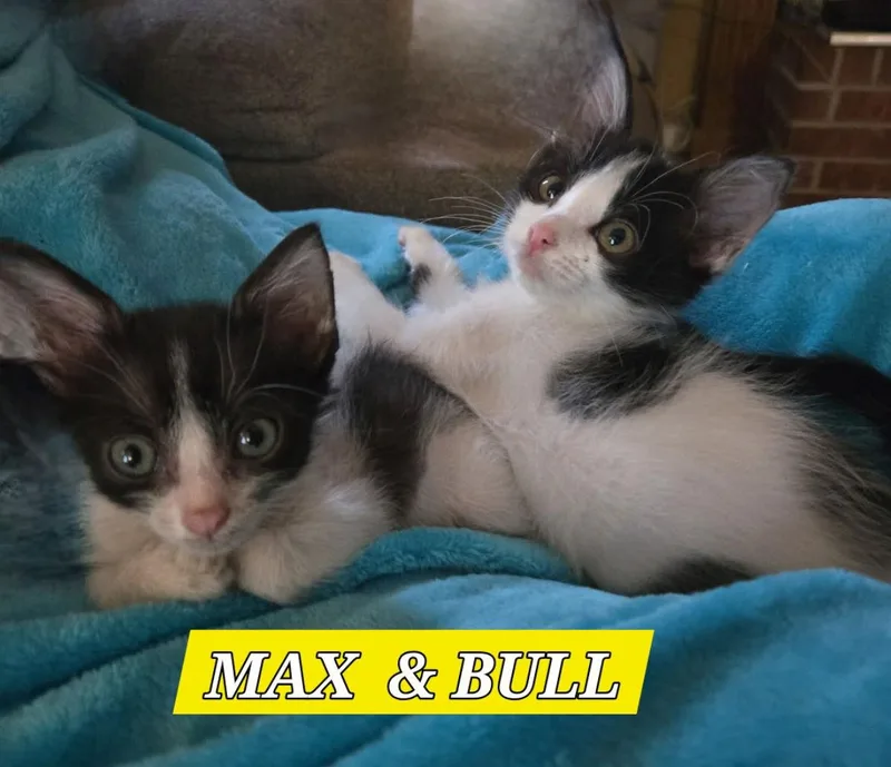 Mighty Max thumbnail 2