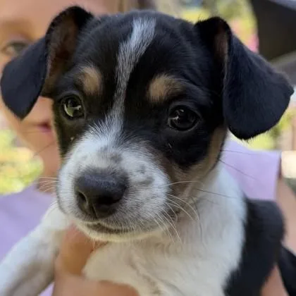 A baby small-sized male Mixed Breed dog named Earth for adoption in Pleasanton, CA