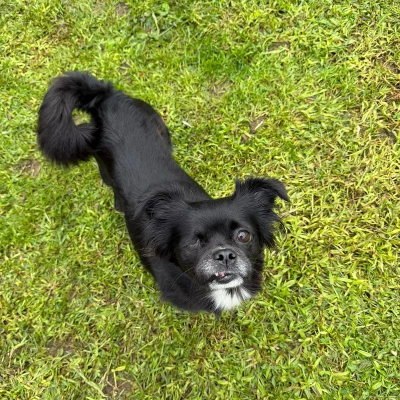 A young small-sized female Black Mixed Breed dog named Mimi for adoption in Yaphank, NY