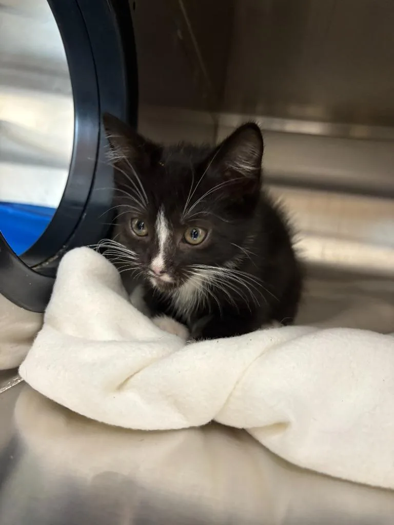 A baby small-sized male Domestic Short Hair cat named Cerberus for adoption in New Kensington, PA
