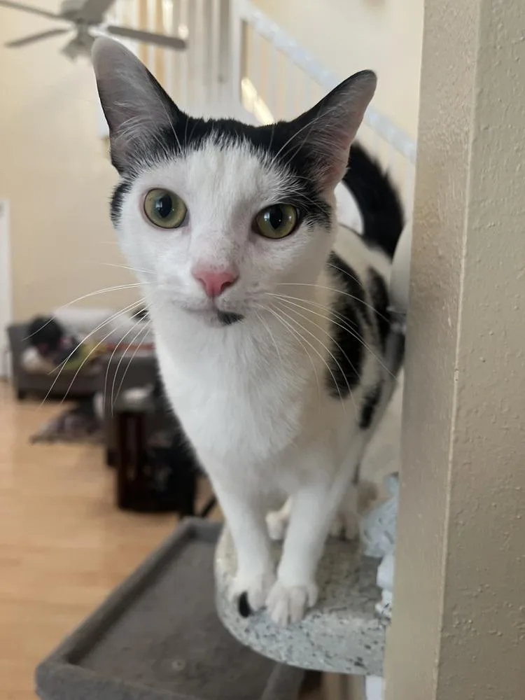 Fettuccine thumbnail 2