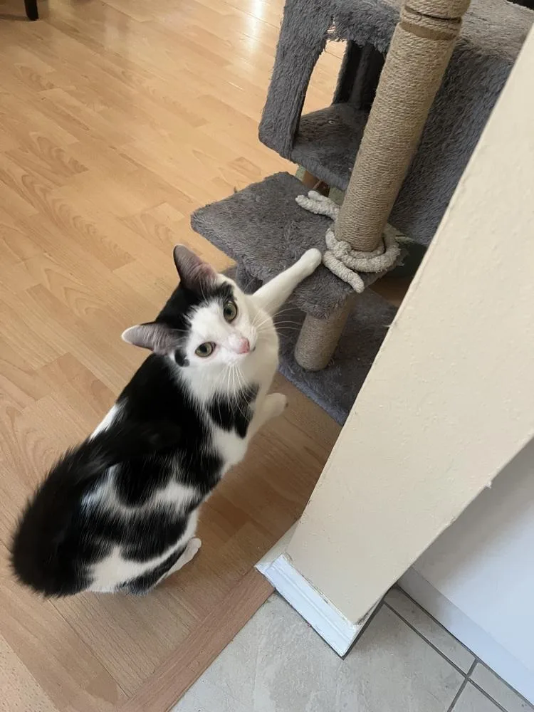 Fettuccine thumbnail 3