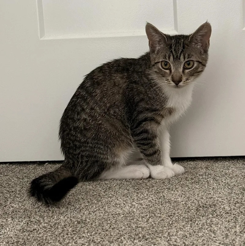 A young medium-sized male Domestic Short Hair cat named Charley Charcoal for adoption in Buhl, ID