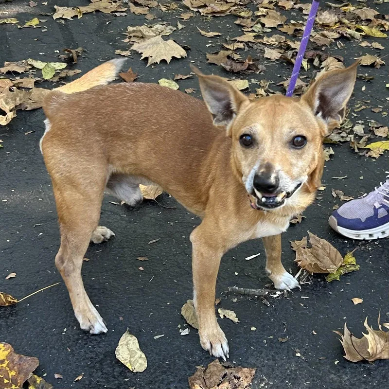 An adult small-sized male Chihuahua dog named Brownie for adoption in Norwood, OH