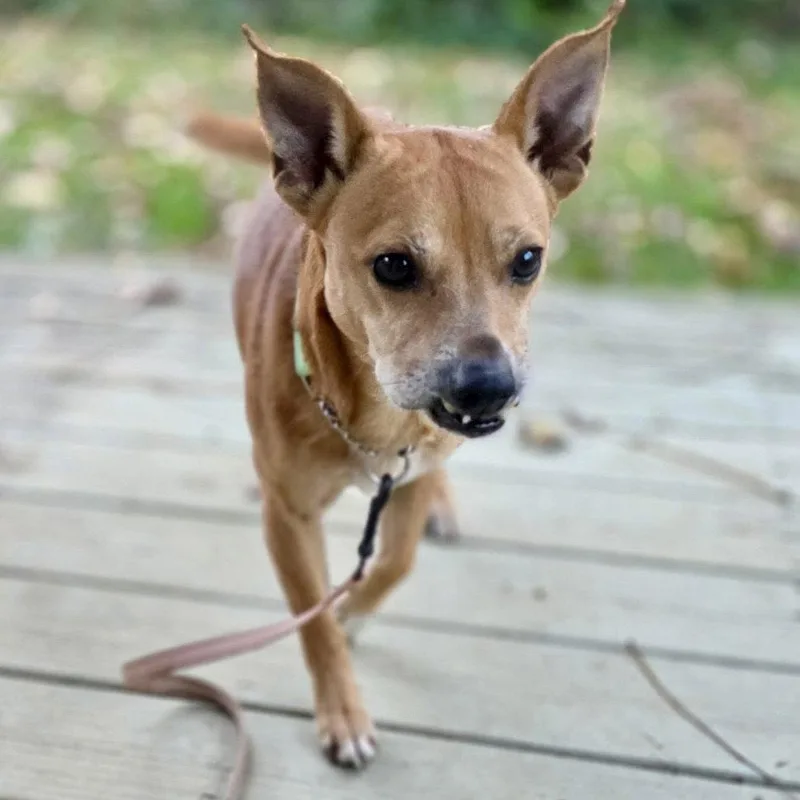 Brownie thumbnail 2