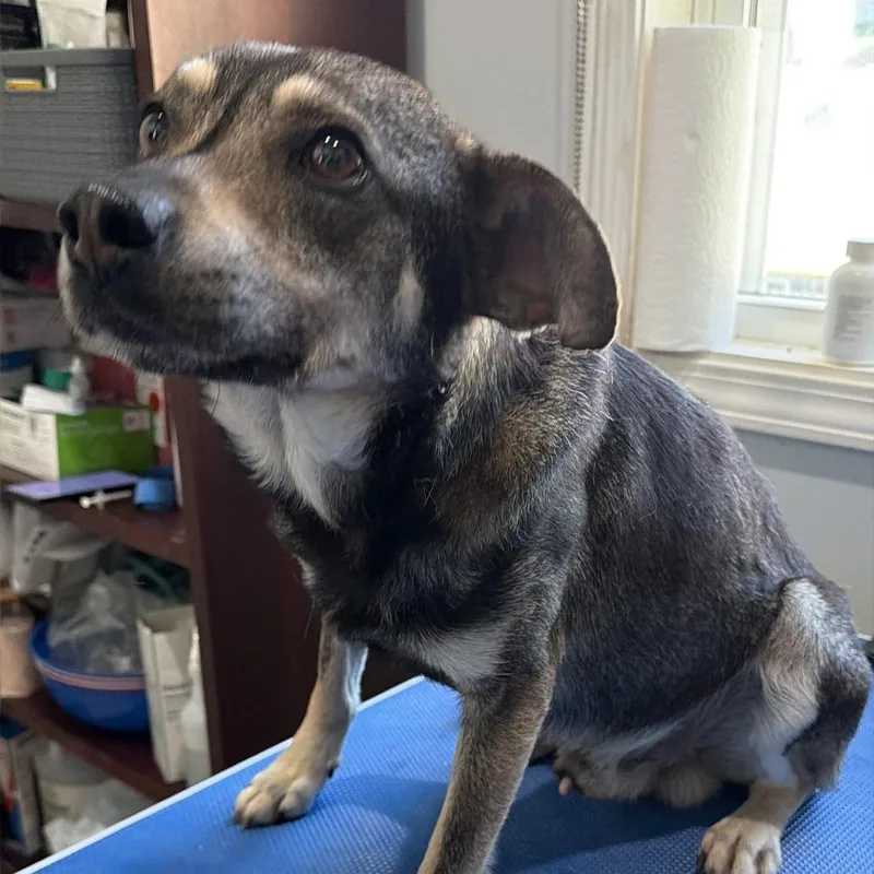 Mutt