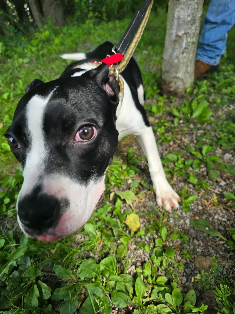 A baby medium-sized female Black Mixed Breed dog named Betsy for adoption in Saint Marys, PA