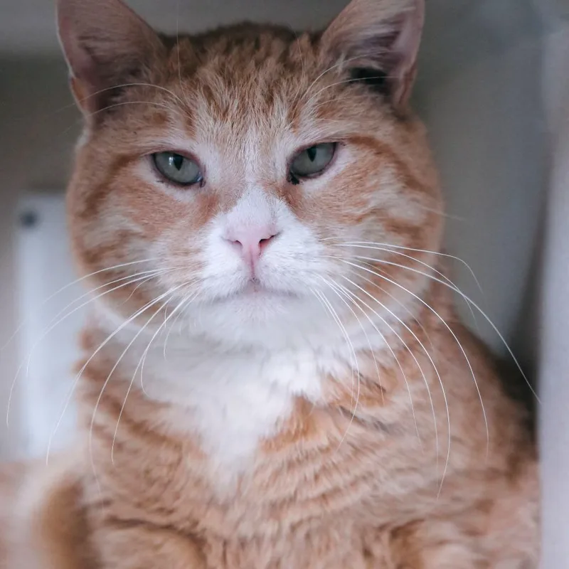 Furricane Jane thumbnail 2