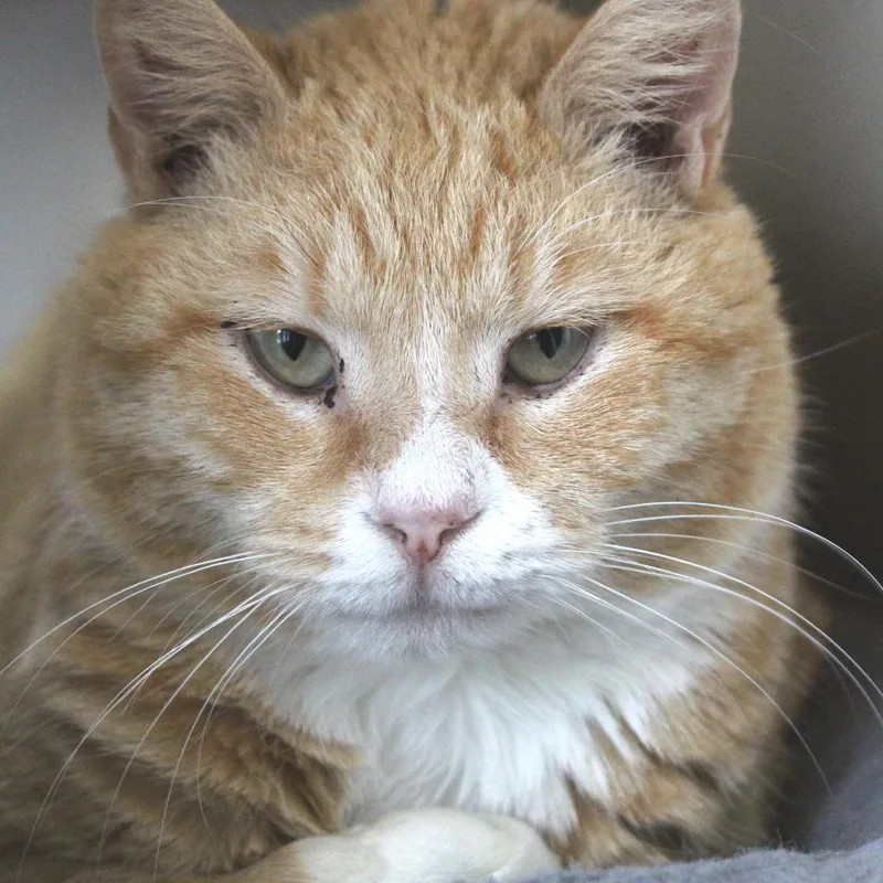 Furricane Jane thumbnail 3