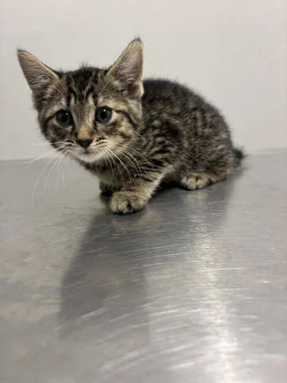 A baby small-sized female Tabby (Brown / Chocolate) Domestic Short Hair cat named Claire for adoption in Annapolis, MD