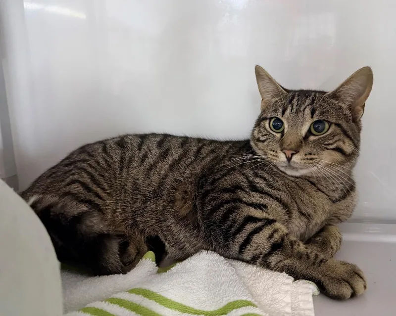 A young medium-sized male Domestic Short Hair cat named Stanky Leg for adoption in Raleigh, NC