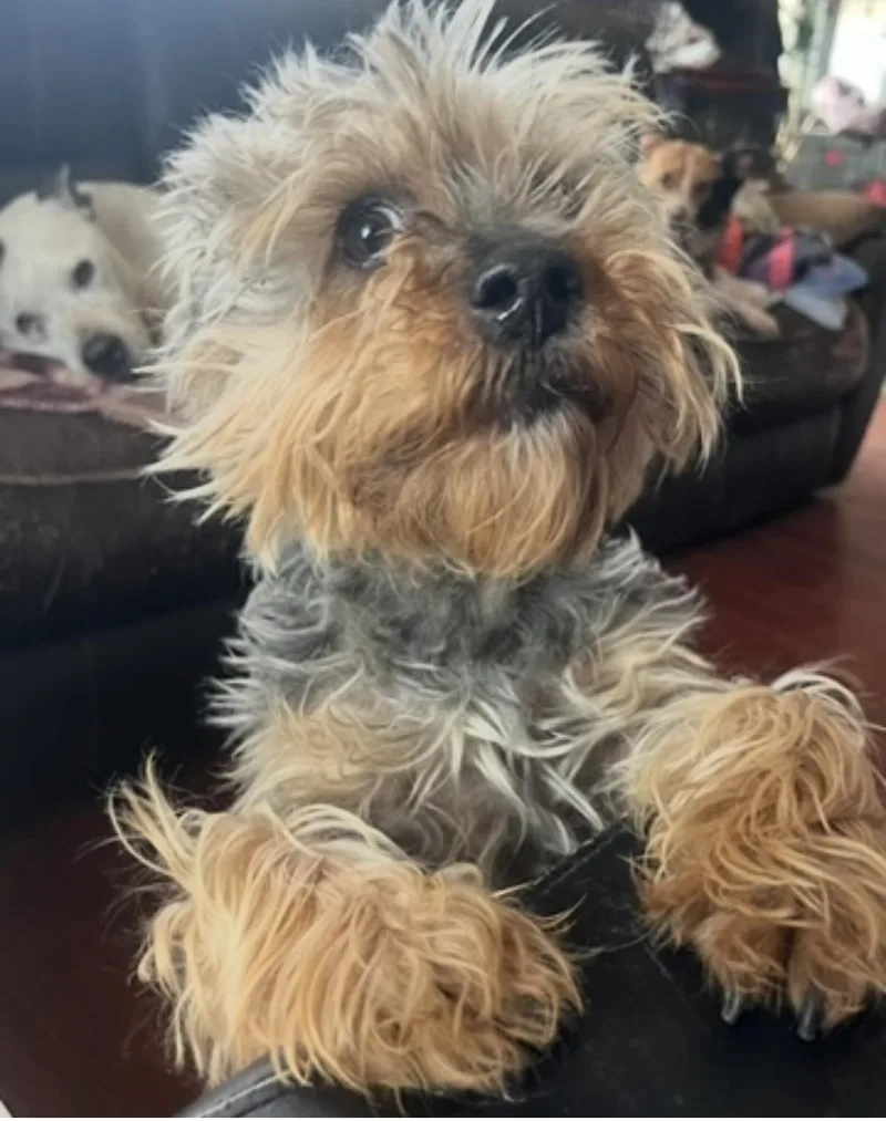 An adult small-sized female Black Yorkshire Terrier dog named Mrs Wiggles for adoption in Longmont, CO