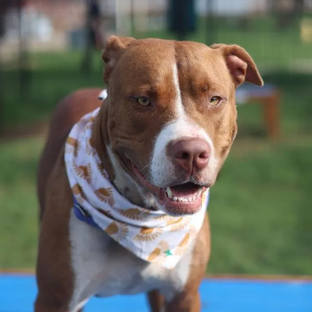 A young large-sized male American Staffordshire Terrier dog named Big Red for adoption in San Antonio, TX