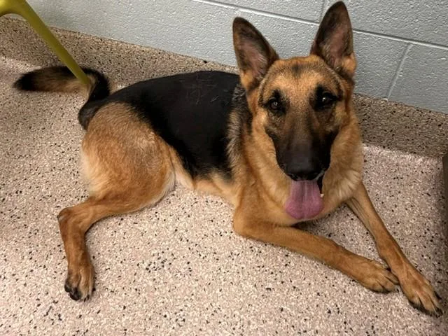 An adult large-sized male German Shepherd Dog dog named Loky for adoption in Brighton, CO