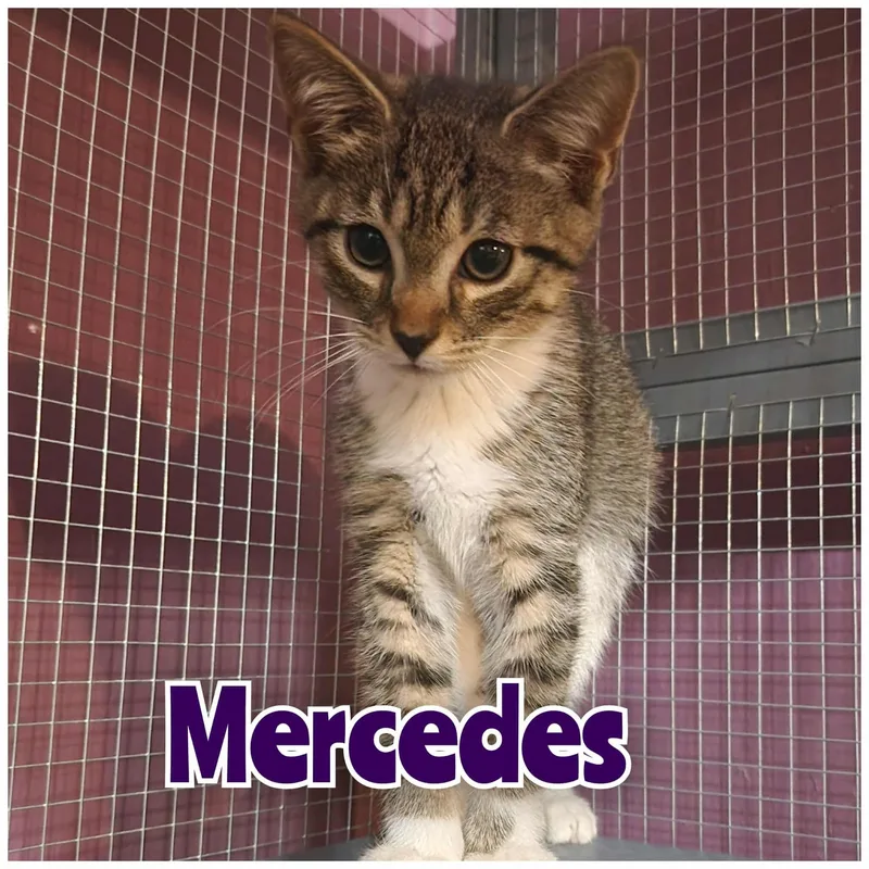 A young medium-sized male Black & White / Tuxedo Domestic Short Hair cat named Buggy   Lincoln for adoption in Manchester, CT