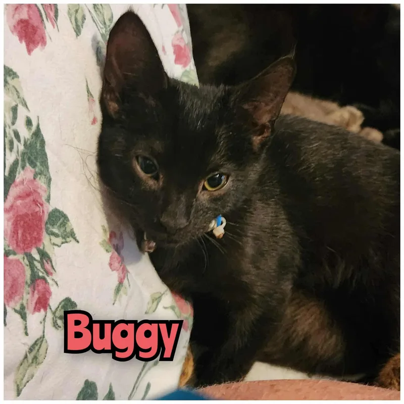 Buggy   Lincoln thumbnail 2