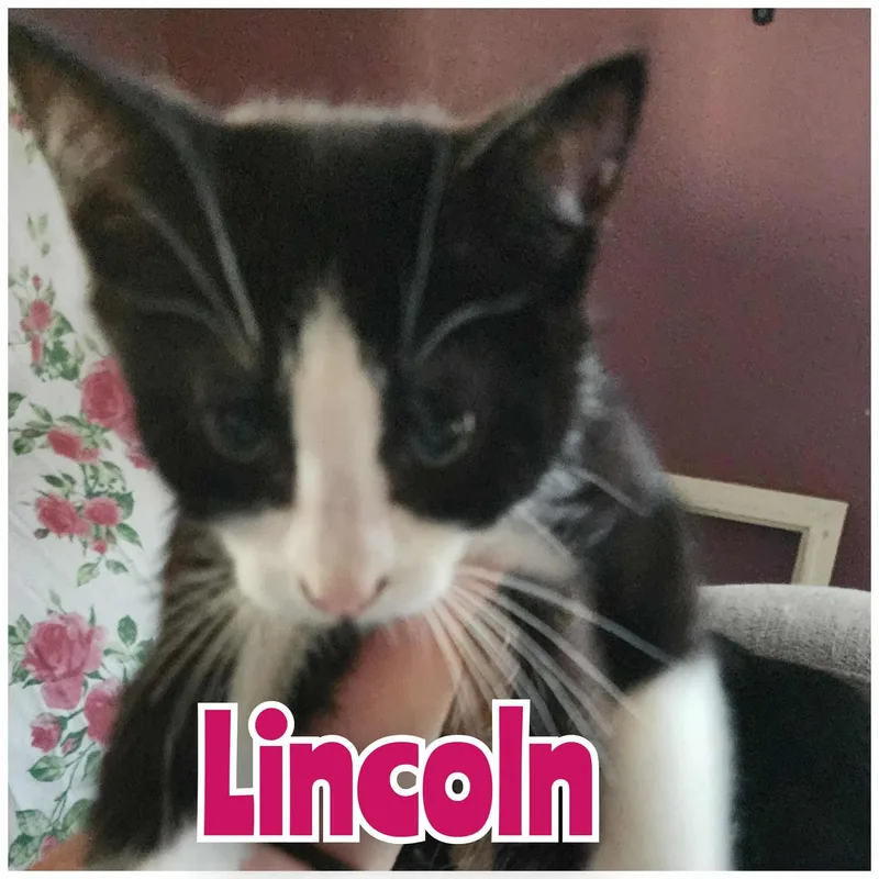 Buggy   Lincoln thumbnail 3