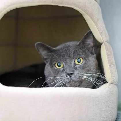 An adult small-sized male Gray / Blue / Silver Domestic Short Hair cat named Davis for adoption in Atlanta, GA