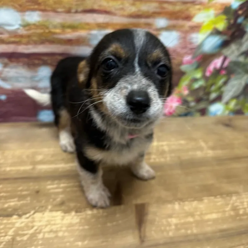 A baby small-sized female Black Corgi dog named Pagani for adoption in Normal, IL