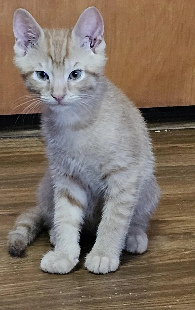 A baby medium-sized male Tabby (Orange / Red) Domestic Short Hair cat named Burbank for adoption in Cincinnati, OH