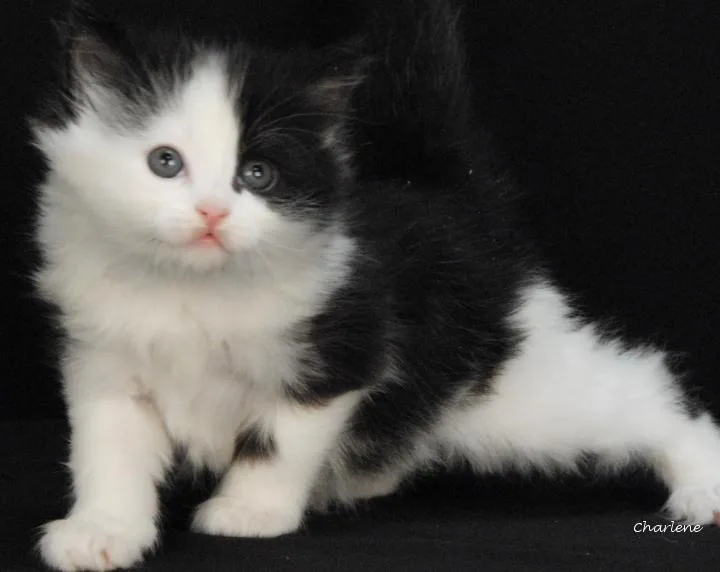 A baby medium-sized female Black Domestic Medium Hair cat named Popsicle for adoption in Newland, NC