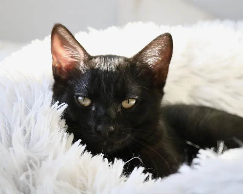 A baby small-sized male Black Domestic Short Hair cat named Blu for adoption in Nashville, TN