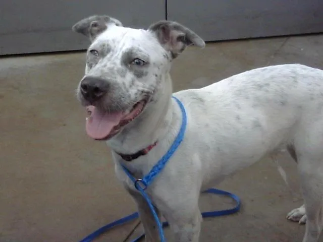 A young medium-sized female Mixed Breed dog named Daisy for adoption in Dallas, TX