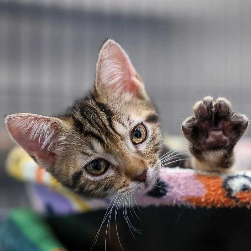 A baby small-sized female Domestic Short Hair cat named Lilith for adoption in Bradenton, FL