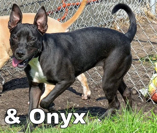 An adult small-sized female Pit Bull Terrier dog named Onyx for adoption in Brunswick, GA