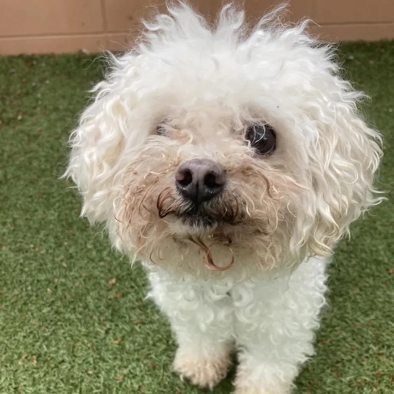 A senior small-sized female White / Cream Miniature Poodle dog named Lulu for adoption in Providence, RI